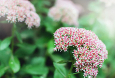 Bild p&aring; Hylotelephium cauticola