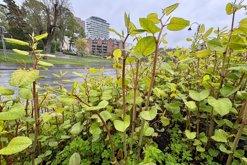 Parkslide som växer på Roslagsgatan i Norrtälje. Beståndet är gammalt och omges av hårdgjorda ytor. Risken för spridning bedöms därför som låg och beståndet lämnas utan åtgärd.