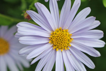 Bild p&aring; Kalimeris incisa 'Blue Star'