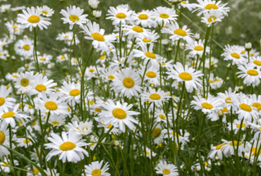 Bild p&aring; Leucanthemum vulgare