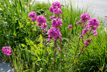 Bild p&aring; Lychnis viscaria