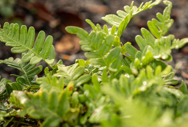Bild p&aring; Polypodium vulgare