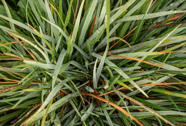 Bild p&aring; Sesleria heufleriana