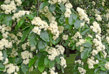 Bild p&aring; Sorbus intermedia